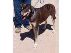 Adopt Ezee a Doberman Pinscher / Mixed dog in Tucson, AZ (37274056)