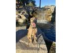 Adopt COURTESY POST Mollie a Labrador Retriever / Mixed dog in Tucson