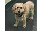 Adopt Audrey 32534-d a White Poodle (Miniature) / Mixed dog in Ithaca