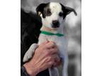 Adopt Stephen a Jack Russell Terrier / Terrier (Unknown Type