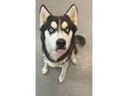 Adopt Sylvie a Siberian Husky / Mixed dog in Lincoln, NE (37274124)