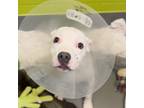 Adopt Billy a White American Pit Bull Terrier / Mixed dog in Dallas