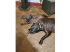 Adopt Coco a Black - with Gray or Silver Labrador Retriever / Mixed dog in La