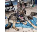 Adopt Svedka a Black Mixed Breed (Large) / Mixed dog in Lansing, MI (37271271)