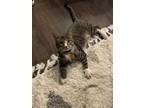 Adopt Julio a Tiger Striped American Shorthair / Mixed (medium coat) cat in