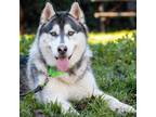 Adopt Jeremiah (ID# A0051830930) a Black Husky / Mixed dog in Oakland