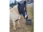 Adopt 2023-02-041 a Standardbred / Mixed horse in Winder, GA (37273905)