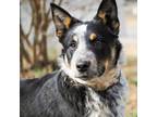 Adopt Bingo a Black Australian Cattle Dog / Mixed dog in Jefferson City