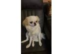 Adopt Luna a White Japanese Chin / Mixed dog in King William, VA (37273684)