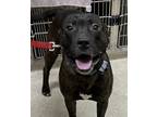 Adopt Lewis a American Staffordshire Terrier / Mixed dog in Grand Rapids