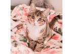 Adopt Windy a Brown Tabby Domestic Shorthair / Mixed (short coat) cat in Los