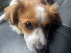 Adopt Smince a White - with Brown or Chocolate Pomeranian / Shih Tzu / Mixed dog