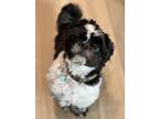 Adopt Max a Black - with White Shih Tzu / Mixed dog in Spokane, WA (37273366)