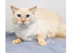 Adopt Kit Kat a Cream or Ivory Domestic Longhair / Siamese / Mixed cat in Rio