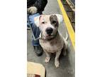 Adopt Pretty Boy a White American Pit Bull Terrier / Mixed dog in Walterboro