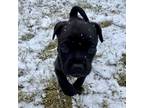 Adopt CJ a Black Mixed Breed (Large) / Mixed dog in Lansing, MI (37273102)