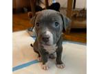 Adopt Vinny a Gray/Blue/Silver/Salt & Pepper Mixed Breed (Large) / Mixed dog in