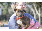 Adopt 61326a Scampi a Brindle American Staffordshire Terrier / Mixed dog in