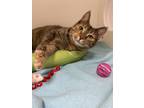Adopt Jackie a Brown or Chocolate Domestic Shorthair / Domestic Shorthair /