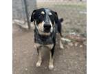 Adopt 52024373 a Black Australian Cattle Dog / Mixed dog in San Angelo