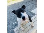 Adopt Polka a White Mixed Breed (Large) / Mixed dog in Fredericksburg