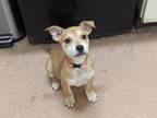 Adopt Nessie a Tan/Yellow/Fawn Collie / Mixed dog in Boulder, CO (37272675)
