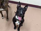 Adopt Maddie a Black American Pit Bull Terrier / Mixed dog in Boulder