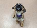 Adopt Becky a Tan/Yellow/Fawn German Shepherd Dog / Mixed dog in Boulder