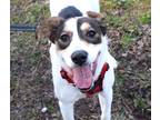 Adopt Lily Rose a White Border Collie / Mixed dog in Williamsburg, VA (37272553)