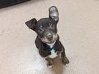 Adopt Gigi a Brown/Chocolate Doberman Pinscher / Mixed dog in Boulder