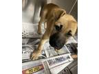 Adopt Zeke a Brown/Chocolate Labrador Retriever / Mixed dog in Shelby