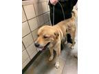 Adopt Marrow a Tan/Yellow/Fawn St. Bernard / Mixed dog in Jackson, MI (28911925)