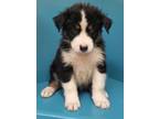 Adopt Bashful a Black Mixed Breed (Medium) / Mixed dog in Pendleton