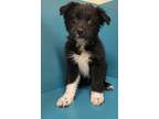Adopt Charlie a Black Mixed Breed (Medium) / Mixed dog in Pendleton