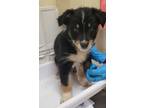 Adopt Oliver a Black Mixed Breed (Medium) / Mixed dog in Pendleton