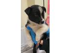 Adopt Archie a Black Mixed Breed (Medium) / Mixed dog in Pendleton