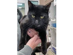 Adopt Onyx (Smitten Kitten Cafe) a All Black Domestic Shorthair / Domestic