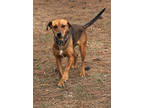 Adopt Joybird a Red/Golden/Orange/Chestnut Mixed Breed (Large) / Mixed dog in