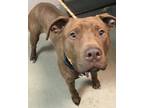 Adopt Fonzie a Brown/Chocolate American Pit Bull Terrier / Retriever (Unknown