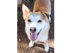 Adopt 52019848 a Red/Golden/Orange/Chestnut Husky / Mixed dog in San Angelo