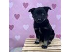 Adopt CUPCAKE a Black Labrador Retriever / Shepherd (Unknown Type) / Mixed dog