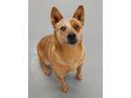 Adopt Mona a Red/Golden/Orange/Chestnut Australian Cattle Dog / Mixed dog in