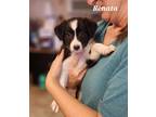 Adopt Renata a Black Australian Cattle Dog / Mixed dog in St.