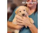 Adopt Mr. Bojangles a Black Australian Cattle Dog / Mixed dog in St.