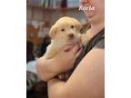 Adopt Korla a Tan/Yellow/Fawn Australian Cattle Dog / Mixed dog in St.