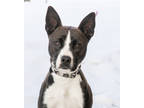 Adopt Axel a Black American Pit Bull Terrier / Husky / Mixed dog in Portola