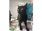 Adopt Dreas a All Black Domestic Shorthair / Manx / Mixed cat in Daytona Beach
