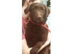 Adopt Drusilla a Brown/Chocolate Poodle (Miniature) / Labrador Retriever / Mixed