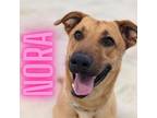 Adopt Nora a Tan/Yellow/Fawn Shepherd (Unknown Type) / Mixed dog in Belleville