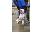 Adopt Max a White American Staffordshire Terrier / Mixed dog in Jackson